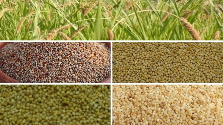 उत्तराखण्ड में उगाए जाने वाले मिलेट्स बेहतरीन गुणवत्ता युक्त: कृषि मंत्री