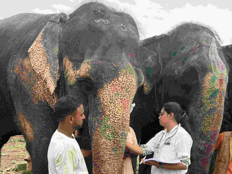 रथ यात्रा में भाग लेने वाले 17 हाथियों के शारीरिक और मानसिक स्वास्थ्य की जांच की जा रही है