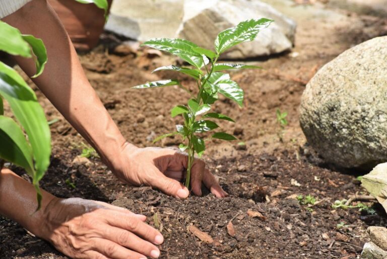 उत्तर प्रदेश में हरियाली का महाकुंभ : एक ही दिन में लगेंगे 37 करोड़ पौधे