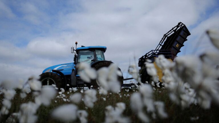 केंद्र ने कपास पर आयात शुल्क छूट को 31 दिसंबर 2025 तक बढ़ाया