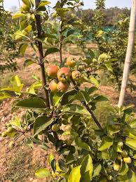 प्राकतिक खेती से उगाई गई सब्जियां की बाजार में बहुत मांग: योगमाया शर्मा